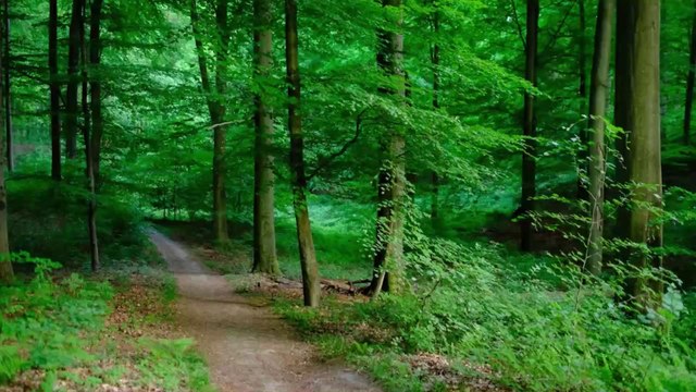 Environnement : voici le nombre d'espèces d'arbres sur Terre