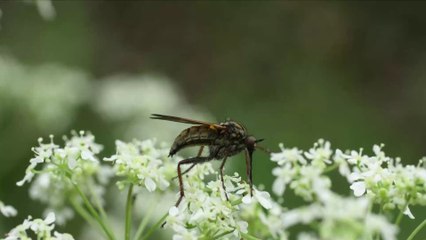 Ces espèces menacées peuvent être sauvées grâce à ce geste simple