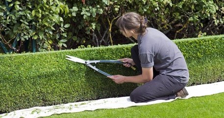 Dès le 15 mars, ne coupez plus vos haies ni vos arbres pour protéger les oiseaux