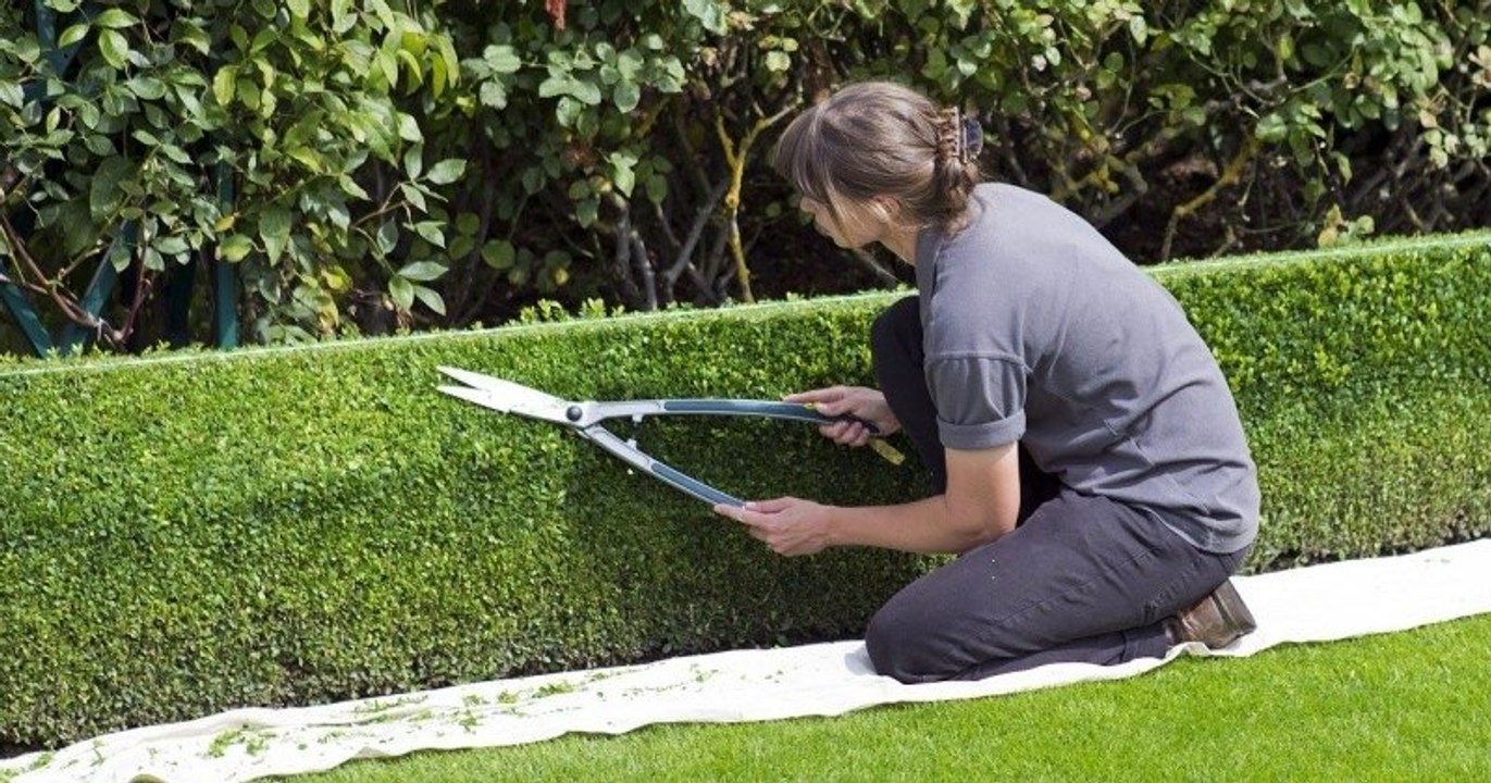 Dès le 15 mars, ne coupez plus vos haies ni vos arbres pour protéger les oiseaux