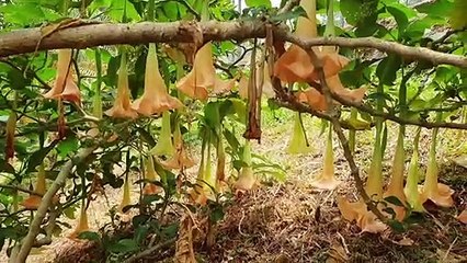 Bunga Terompet yang indah