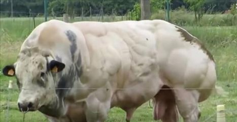 Le Belgian Blue : le taureau le plus musclé du monde. Mais attendez de le voir marcher !