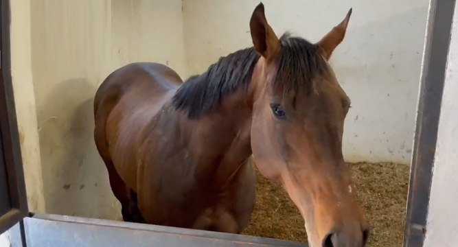 San Maria di Licodia (CT) - Corse clandestine di cavalli, 3 denunce (03.03.22)