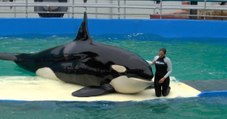 Preocupación de organizaciones protectoras de animales por el incierto estado de salud de la Orca ‘Lolita’