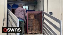 Lions and tigers rescued from a zoo in Ukraine arrive safely in Poland