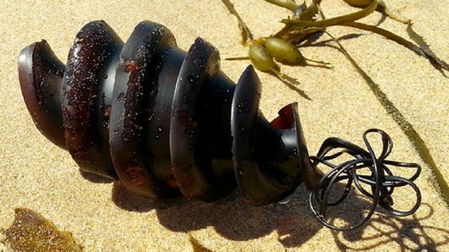 Insolite : cet objet très étrange a été retrouvé sur une plage...