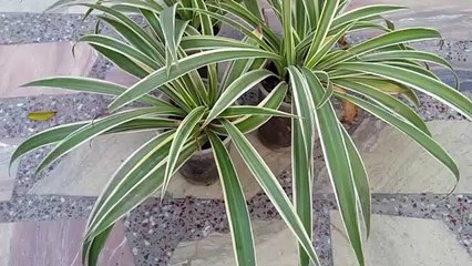 Spider Plant Propagation | Right Time and Right Medium