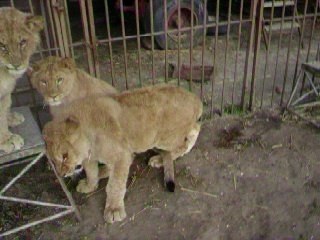 Nounours ki taff (suite)