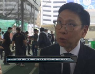 Largest ever haul of pangolin scales seized at Thai airport