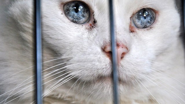 Une association sauve un chat sauvage sourd et aveugle... qui devient vite un amour de félin !