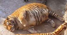 Chine : Ce zoo propose aux visiteurs de nourrir des tigres obèses !