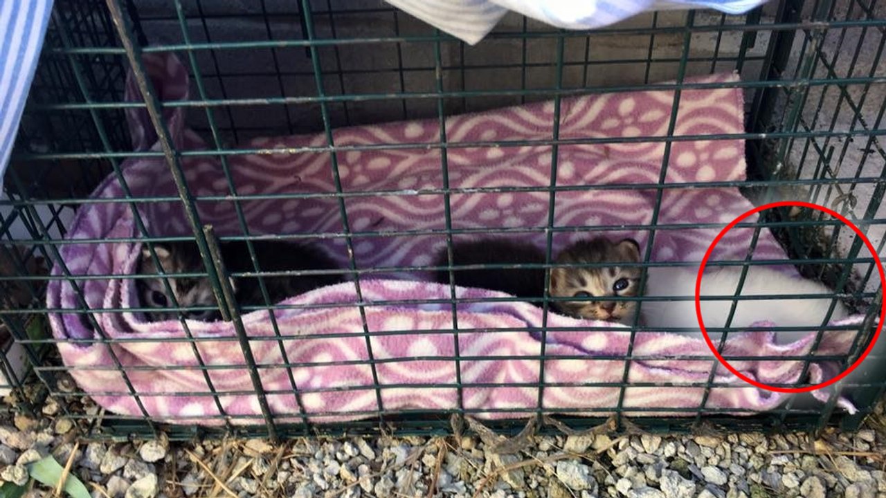 Animaux : une association recueille trois chatons abandonnés ... puis leur mère réapparaît !