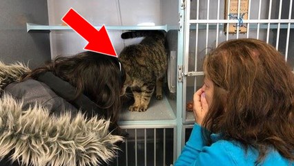 Une femme retrouve son chat disparu grâce à Facebook