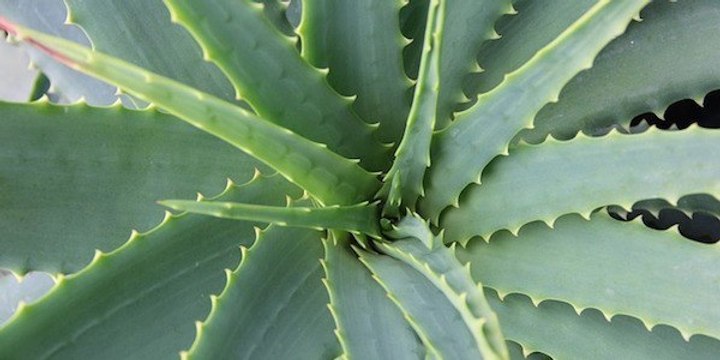 Quelles sont les propriétés de l'Aloe Vera ?