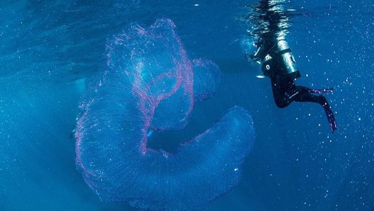 Une inquiétante créature de trois mètres de long a été découverte en pleine mer !