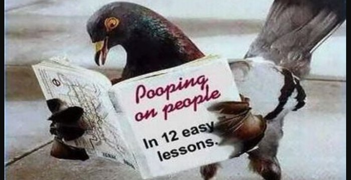 Les pigeons sont bien plus intelligents qu'on ne le croit selon un scientifique