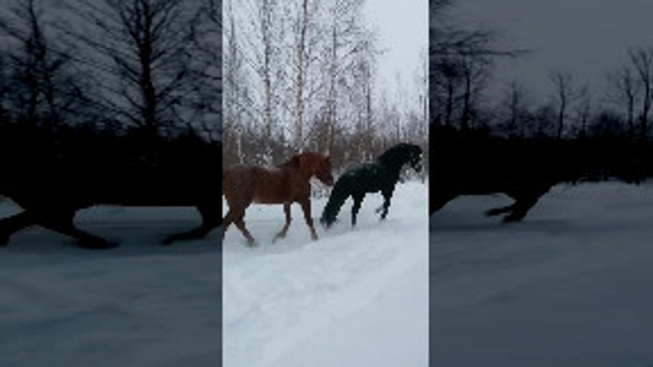 Red Horse Gets Kicked in the Head by Black Horse