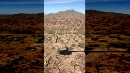 Traffic Cone Perched on Top of Saguaro Cactus in Desert