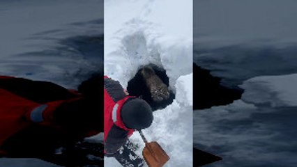 Guys Rescue Trapped Moose