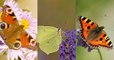 Connaissez-vous ces papillons qui annoncent l’arrivée du printemps ?