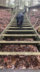 Excited Dog has Funny Way of Going Down Stairs