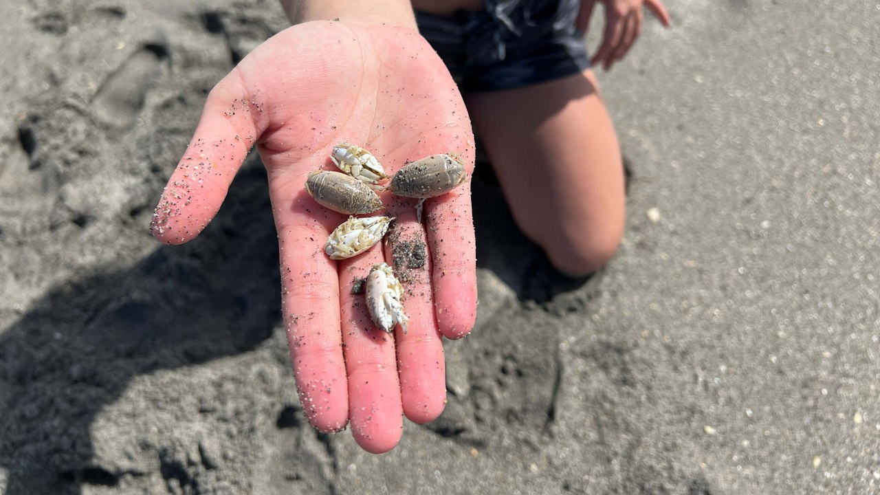 Catching Sand Fleas at the Beach!!