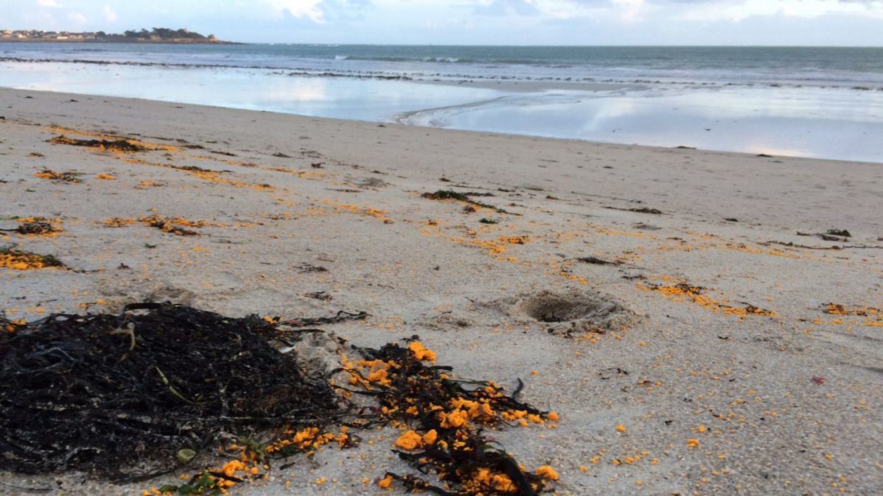 Des boulettes jaunes retrouvées sur des plages bretonnes