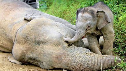 Bornéo : 6 éléphants retrouvés morts… à cause de l’huile de palme !