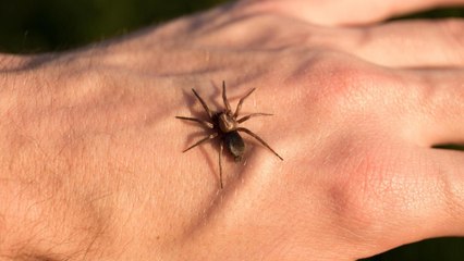 Piqûre d'araignée : les solutions pour se soulager
