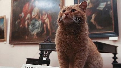 En Russie, le musée de l’Ermitage recrute des chats pour une mission très importante…