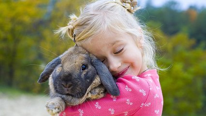 Lapin bélier : prix, comportement, durée de vie, nourriture, ce qu'il faut savoir