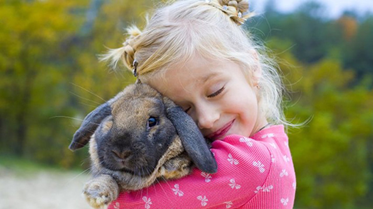 Lapin bélier : prix, comportement, durée de vie, nourriture, ce qu'il faut savoir