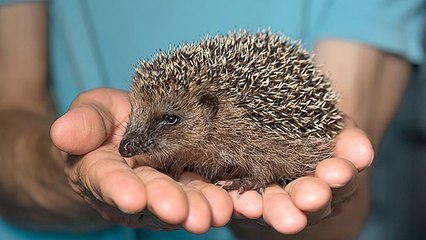 Bientôt, un centre de soin pour animaux sauvages dans l’Essonne !