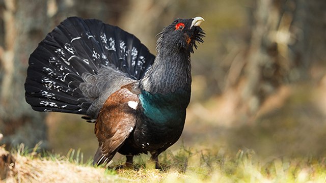 Les Pyrénées obligées d’interdir la chasse au grand tétras… pour la 38e fois !