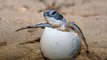 En Guyane, on observe la tortue luth en voie de disparition