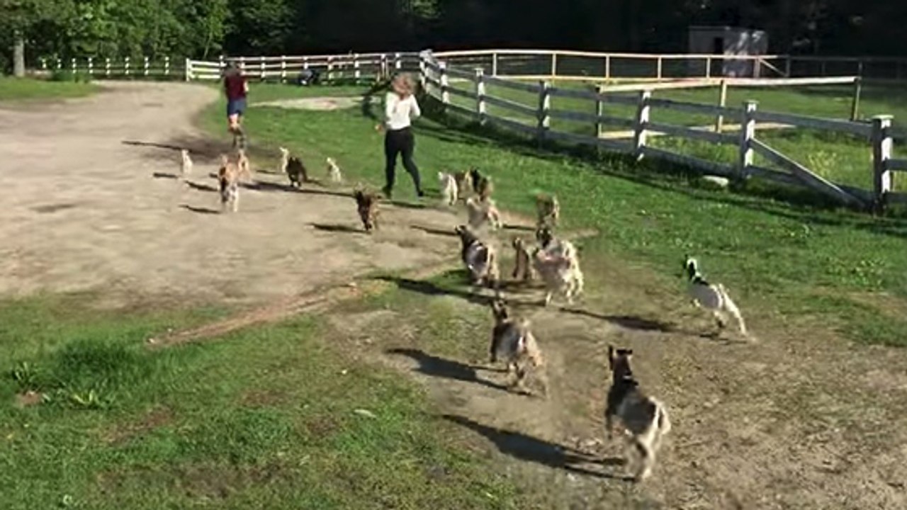 Animaux : un lâcher de bébés chèvres qui va vous faire fondre !