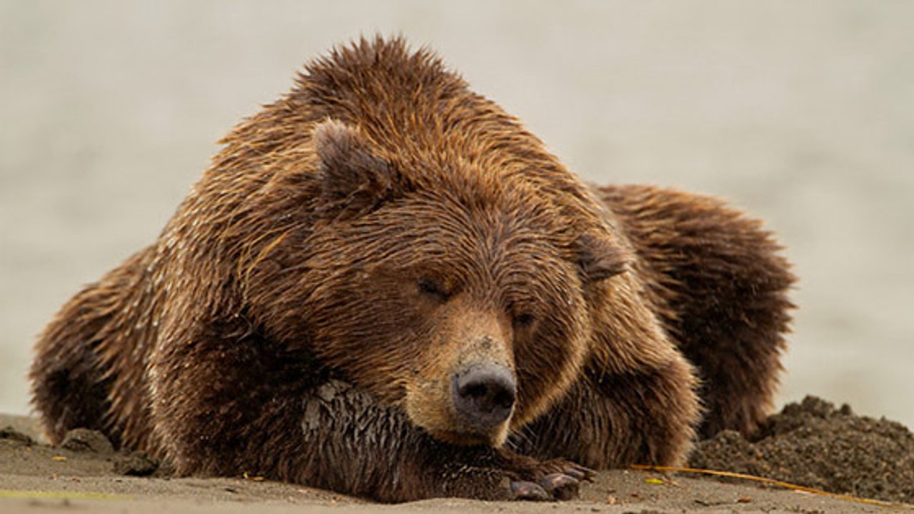 Dans les Pyrénées, les ours sortent enfin de leur hibernation !