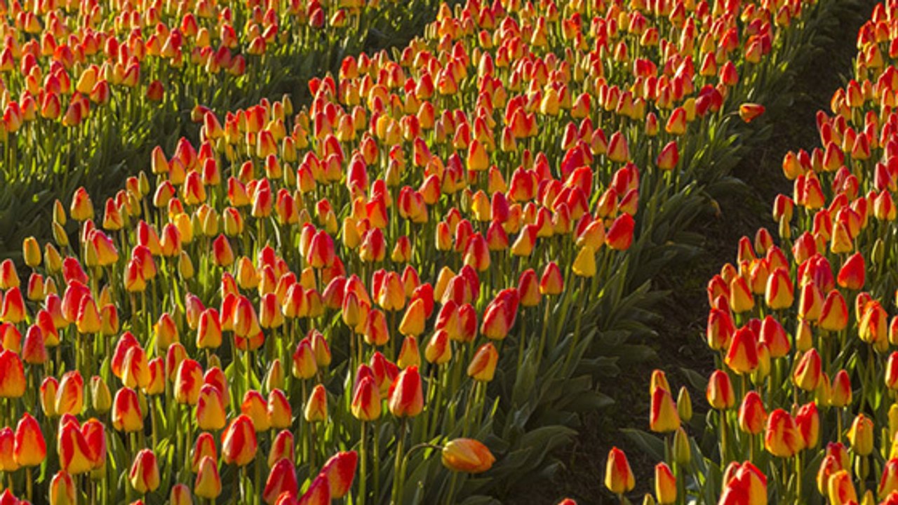 Les plus belles fleurs de printemps de la planète