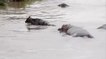 Cet hippopotame sauve une antilope in extremis