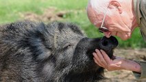 La fin horrible de ces deux sangliers trop gentils avec des promeneurs !