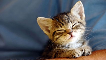 Arrêtez tout ! Des scientifiques ont créé la musique parfaite pour les chats !!