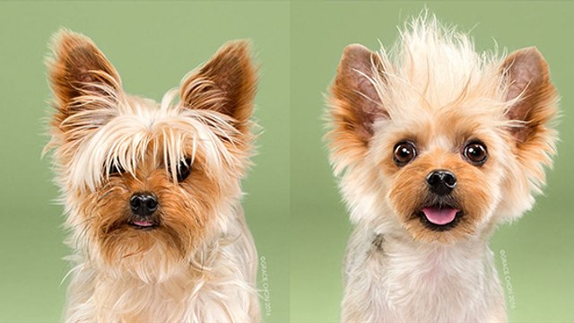 Découvrez ces chiens avant / après le toiletteur !