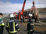 Espagne : 5 éléphants retrouvés sur l'autoroute après un accident