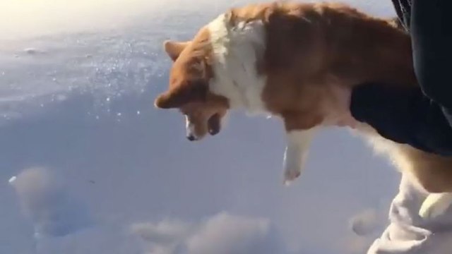 Ce corgi semble se jeter d'un avion en vol... Belle illusion d'optique !