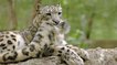 Ces images de léopard des neiges se mordant la queue deviennent virales !
