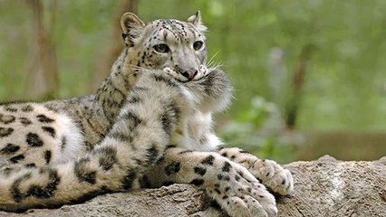 Ces images de léopard des neiges se mordant la queue deviennent virales !