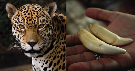 Après les rhinocéros et les éléphants, la Chine menace une nouvelle espèce animale…