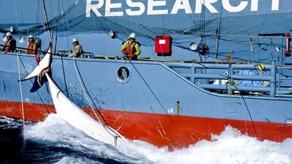 Une enquête révèle que le Japon a tué 122 baleines... qui attendaient des petits !