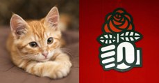 Le Parti Socialiste va adopter un chat à Solférino