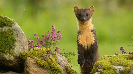 Un mammifère sur cinq pourrait disparaître en Grande-Bretagne d'ici 10 ans…